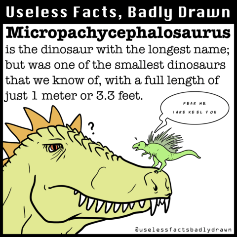 Micropachycephalosaurus is the dinosaur with the longest name; but was one of the smallest dinosaurs that we know of, with a full length of just 1 meter or 3.3 feet.