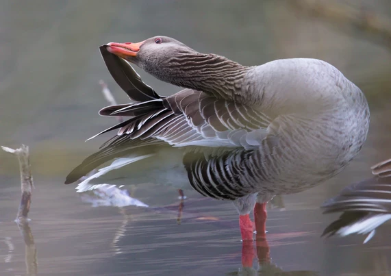 Bildfüllender großer Wasservogel steht bis zu den Knien im Wasser. Die Federn sind grau, schwarz und weiß gemustert. Der Schnabel, die Beine und die Umrandung der Augen sind orange. Die Gans hat den Hals und Kopf sehr weit über den Rücken nach hinten gebogen und streicht/zieht mit dem Schnabel eine lange schwarze Feder nach oben.