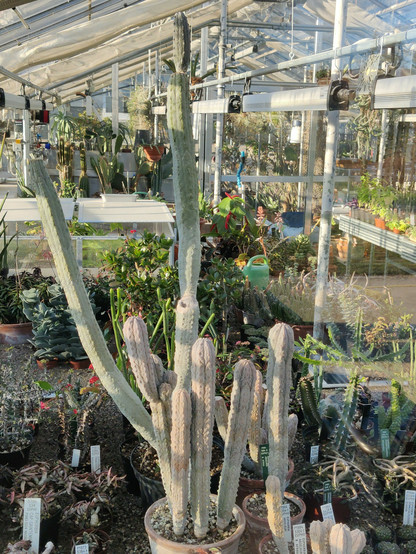 Group of #Euphorbia abdelkuri in afternoon sun,
greenhouse #BotanicalGardens #Copenhagen