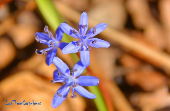 Blausterne,