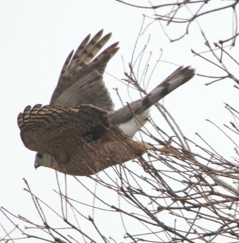 A Cooper's Hawk leaps from a perch after spotting her prey. In Baltimore's Patterson Park March 15 2025