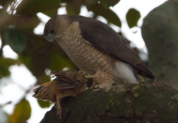 The Cooper's Hawk with the prey: an American Woodcock.