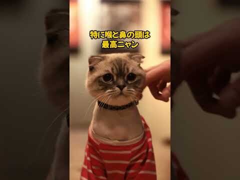 日本の未来は猫が握っている！？ #cat #ねこのいる幸せ #ねこ大好き #猫のいる暮らし #猫のいる生活 #猫動画 #日本の未来