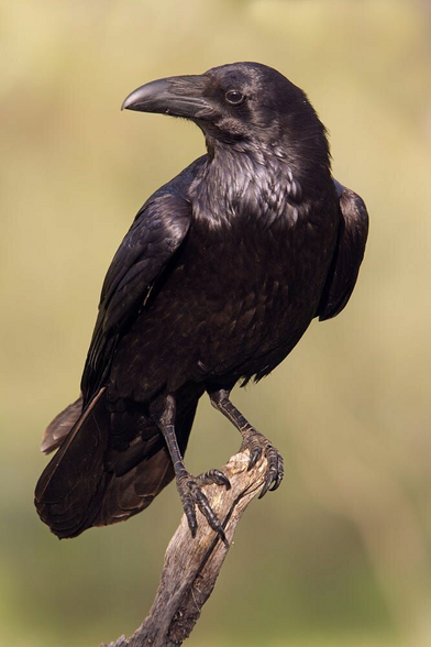 Corvus corax (known as common raven) standing on an old broken branch and turning its head to the side.