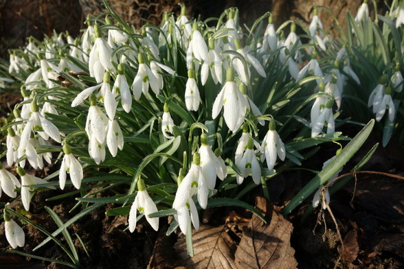 A close-up shot shows a cluster of delicate snowdrop flowers (Galanthus nivalis) in bloom. The flowers have pure white outer petals that droop gracefully, revealing smaller, bell-shaped inner petals marked with a subtle green blotch. Slender, bright green leaves emerge from the base of the flowers, contrasting with the earthy tones of the soil and fallen leaves visible beneath. The scene is bathed in soft, natural light, highlighting the freshness of the early spring blossoms.