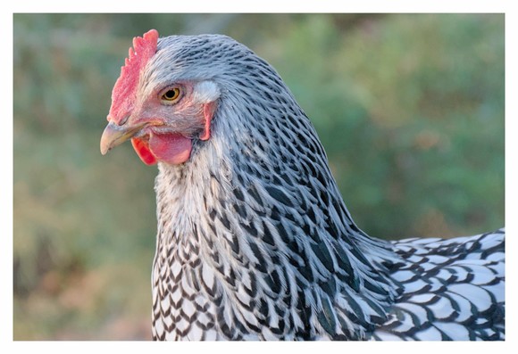 The image shows a chicken with a distinctive pattern. It has a red comb, wattles, and intricate black and white plumage. The chicken is facing sideways, with a blurred green background.