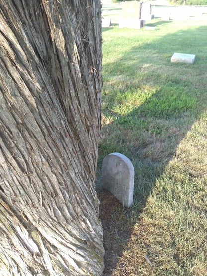 The same sunlit cemetery. A thick tree trunk takes up the left half of the frame. A small rounded gravestone sits very near the base of the tree, in the shadow cast by the trunk. T. W. Sharp died in 1899.