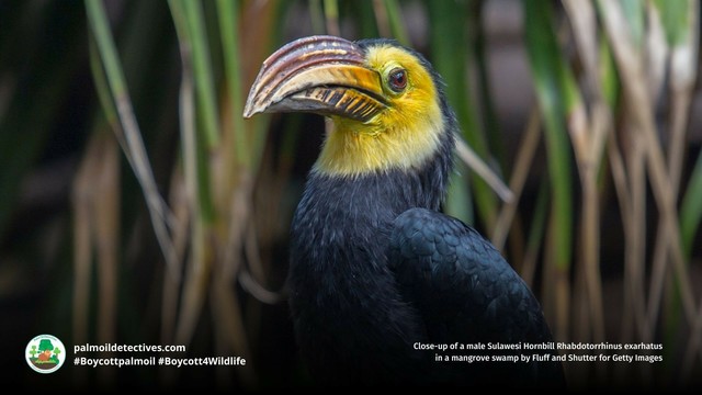 Striking yellow and black #Sulawesi #hornbills 🦜💌💚 are extremely social and nest in tree hollows with helper birds feeding them. They’re vulnerable from #palmoil #deforestation. Help them survive! #BoycottPalmOil 🌴🙊⛔️ #Boycott4Wildlife @palmoildetect https://palmoildetectives.com/2021/10/02/sulawesi-hornbill-rhabdotorrhinus-exarhatus/?utm_source=mastodon&utm_medium=Palm+Oil+Detectives&utm_campaign=publer