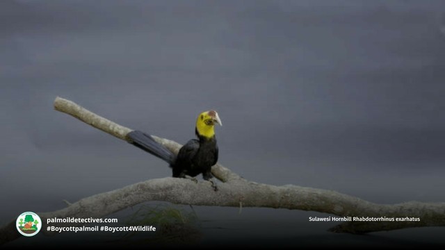 Striking yellow and black #Sulawesi #hornbills 🦜💌💚 are extremely social and nest in tree hollows with helper birds feeding them. They’re vulnerable from #palmoil #deforestation. Help them survive! #BoycottPalmOil 🌴🙊⛔️ #Boycott4Wildlife @palmoildetect https://palmoildetectives.com/2021/10/02/sulawesi-hornbill-rhabdotorrhinus-exarhatus/?utm_source=mastodon&utm_medium=Palm+Oil+Detectives&utm_campaign=publer