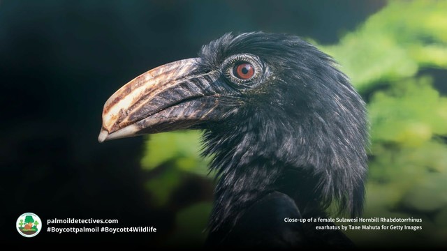 Striking yellow and black #Sulawesi #hornbills 🦜💌💚 are extremely social and nest in tree hollows with helper birds feeding them. They’re vulnerable from #palmoil #deforestation. Help them survive! #BoycottPalmOil 🌴🙊⛔️ #Boycott4Wildlife @palmoildetect https://palmoildetectives.com/2021/10/02/sulawesi-hornbill-rhabdotorrhinus-exarhatus/?utm_source=mastodon&utm_medium=Palm+Oil+Detectives&utm_campaign=publer