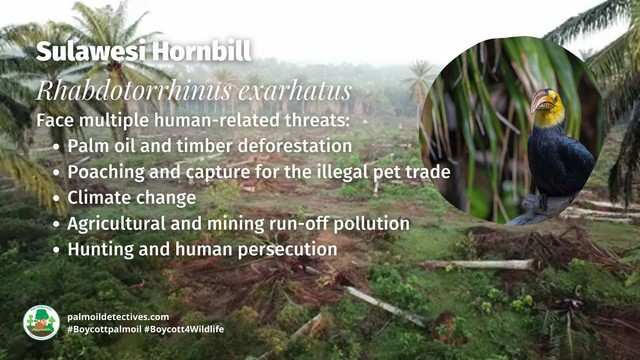 Striking yellow and black #Sulawesi #hornbills 🦜💌💚 are extremely social and nest in tree hollows with helper birds feeding them. They’re vulnerable from #palmoil #deforestation. Help them survive! #BoycottPalmOil 🌴🙊⛔️ #Boycott4Wildlife @palmoildetect https://palmoildetectives.com/2021/10/02/sulawesi-hornbill-rhabdotorrhinus-exarhatus/?utm_source=mastodon&utm_medium=Palm+Oil+Detectives&utm_campaign=publer