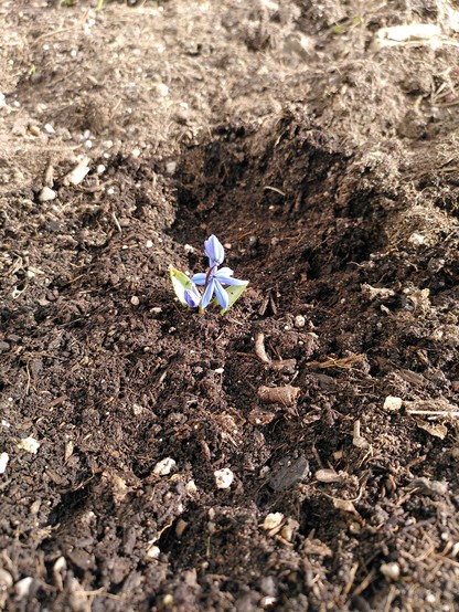 Kleines Pflänzchen mit einer offenen blauen Blüte (sechs längliche Blütenblätter) und einer geschlossenen blauen Blüte. Zwei grüne Blätter. Alles dicht am Boden, Stängel sieht man nur an der geschlossenen Blüte. Der Boden ist dunkle Gartenerde.