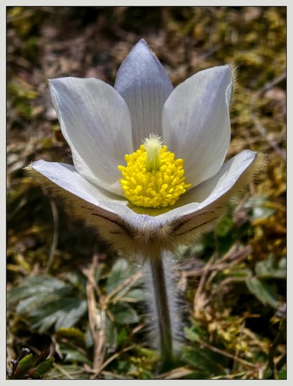 Eine Nahaufnahme einer weißen Blume mit zarten Blütenblättern und einer leuchtend gelben Mitte, umgeben von grünem Laub und weichen Strukturen im Hintergrund.

A close-up of a white flower with delicate petals and a bright yellow center, surrounded by green foliage and soft textures in the background.