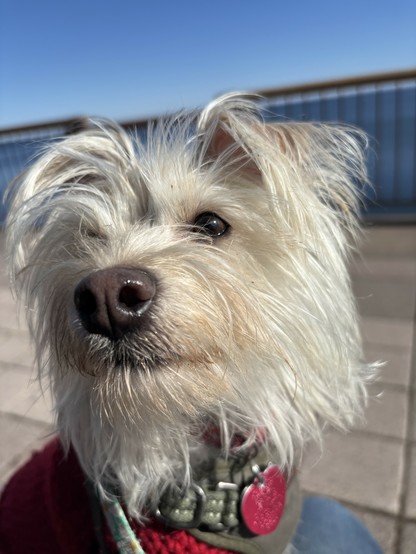 Closeup shot of a shaggy, white, nine-pound puppy looking regal with Lake Superior in the background.