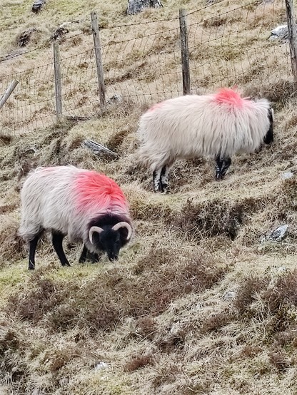A pair of black headed sheep with rounded horns graze on some brown grass. The sheep have red dye on their necks and upper backs.