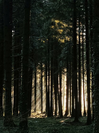 Une forêt de sapins sombre, le soleil levant filtre à travers les arbres dessinant les rayons et illumine l'arrière plan.