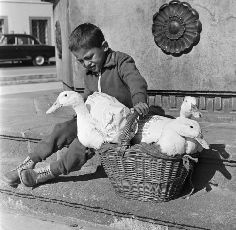 A monochrome photo of a boy sitting on a stone ledge beside a fountain. He has one hand on a wicker basket that contains three ducks whose bodies are wrapped in paper.