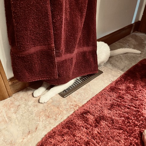 the front paws, but and tail of a white cat are sticking out from behind a hanging red towel next to a red bathroom rug