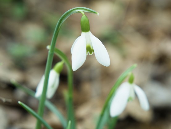 Bokehlicious snowdrops