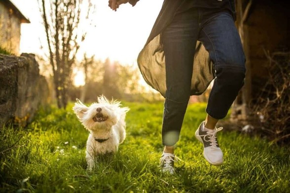 💔 Losing a beloved pet is heartbreaking. But how can you heal? Discover meaningful ways to cope with grief and honor their memory. 🐾💖 #PetLoss #GriefSupport #Healing #PetParents #AnimalLovers #CopingWithLoss