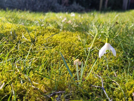 Een missing veld, met een parmantig sneeuwklokje aan de rechterkant van de foto in closeup