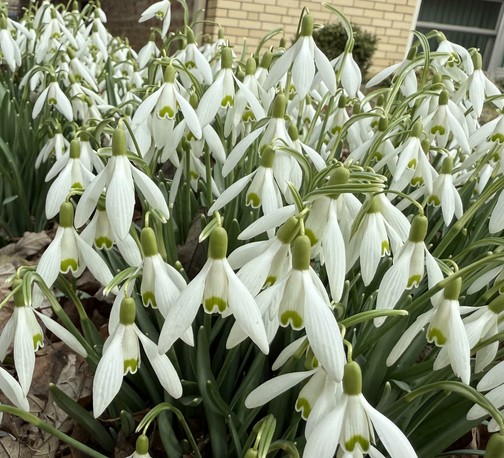 A cluster of snowdrop flowers (Galanthus) in full bloom, featuring delicate, white, nodding petals with green markings near the tips. The flowers are densely packed, with slender green stems and leaves emerging from the ground. Brown fallen leaves are scattered beneath the plants, and a brick building with a window is visible in the background.