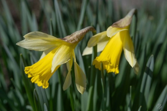 1. On a background of grey-green strappy leaves, two daffodil flowers opening. They have long yellow trumpets and somewhat droopy pale yellow petals. Narcissus pseudonarcissus or near-species hybrid.