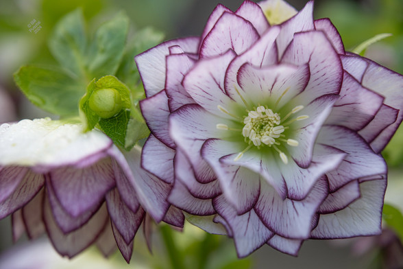 2. A blurry background including some leaves. In the foreground two flowers, one face on one profile. The flowers are fully double, with a green throat, pale yellow stamens, a white ground, and intense dark magenta edge and reticulations. Helleborus Winter Jewels 'Fire and Ice'