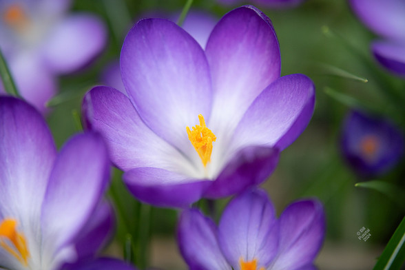 3. Looking down into several open flowers against blurry green background. The flowers are white at the throat, shading to an intense violet-purple (the outside, which you can't see, is intensely purple too). These are growing in semi-shade so the colour is less intense than it usually is. The stamens & pistil are intense saffron orange. Crocus vernus 'Flower Record'.