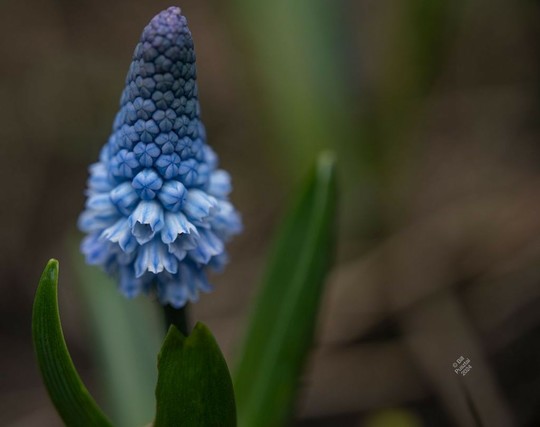 4. On a blurry background of soil and a few leaves, the inflorescence and attendant leaves. The flowers are many, tiny, bell shaped, a pale blue striped with intese cyan-blue. They are arranged in spirals on the stem, and open sequentially from the bottom up. This plant has just started flowering so only a few are open at the bottom. Pseudomuscari (Muscari) azureum.