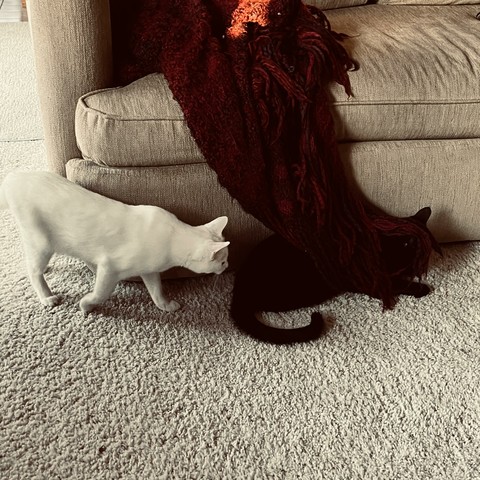 a white cat come up to investigate a black cat who is lying partially behind a red blanket draped over a couch