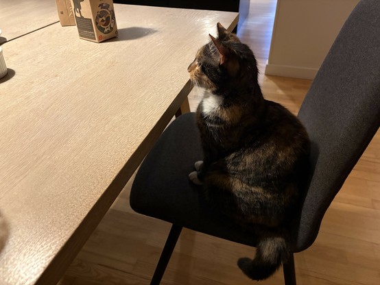 House cat Luci on Fem’s chair, waiting to be served