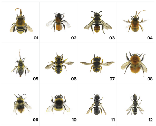 Screenshot of photographs of twelve wildbee species from South Tyrol, northern Italy.