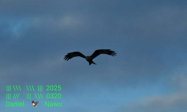 Foto eines Rotmilans im Flug. Die Flügel sind wegen der Flugbewegung leicht angewinkelt und die Federn an den Spitzen der Flügel schön ausgebreitet. Auch die typische V-förmige Schwanz ist schön sichtbar. Viele andere Details, wie die Färbung des Gefieders, lassen sich leider nur schwer erahnen, da der Vogel wegen des hellen Himmels im Hintergrund selbst recht dunkel erscheint.

Unten links ist mejn Wasserzeichen zu sehen.