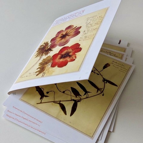 Unser Postkartenset (DIN-A6) liegt auf dem Tisch: Es enthält 10 Motive aus Rosa Luxemburgs »Herbarium«, namentlich:
Ackerwinde (Convolvulus arvensis)
Braut in Haaren (Nigella damascena)
Margerite (Chrysanthemum leucanthemum)
Zimbelkraut (Linaria cymbalaria)
Rote Taubnessel (Lamium purpureum)
Amerikanischer Lebensbaum (Thuja occidentalis)
Baumartiger Blasenstrauch (Colutea arborescens)
Levkoje (Matthiola annua Sweet)
Feld-Rittersporn (Delphinium consolida)
Anemone (Anemone)