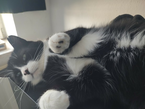 Der Kater Phips liegt auf dem schreibtisch auf dem rücken und fühlt sich pudelwohl