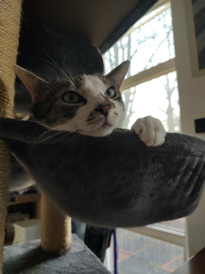 Der Kater Sammy chillt in der Hängekuhle vom Kratzbaum. Zu erkennen ist nur sein Kopf und eine Pfote die über den Rand ragen