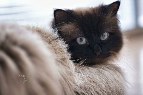 Es ist ein liegender Kater zu sehen der direkt in die Kamera schaut, etwas genervt hat man den Eindruck. Seine blauen Augen leuchten aus dem schwarz-braunem Gesicht, das restliche kuschelige  Fell ist  beige-weiß. Der Körper ist etwas unscharf.
AI disclaimer: Using my work, its meta , written or derived description to create media with or train AI based systems is prohibited.