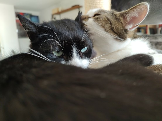 Die beiden Kater Phips und Sammy liegen gemeinsam eng aneinander im Körbchen. Sammy putzt Phips gerade ein Ohr und es sieht so aus, als würde er reinbeisen