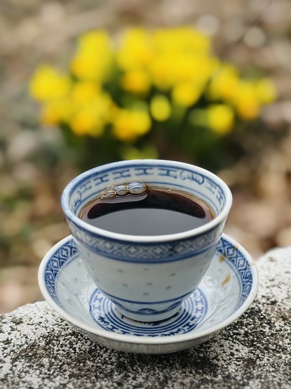 A white and blue rice grain pattern porcelain teacup and saucer. There is dark puerh tea in the cup and it is sitting on weathered concrete blocks. Blurred in the background just above the rim of the teacup is a patch of yellow daffodils in full
bloom.