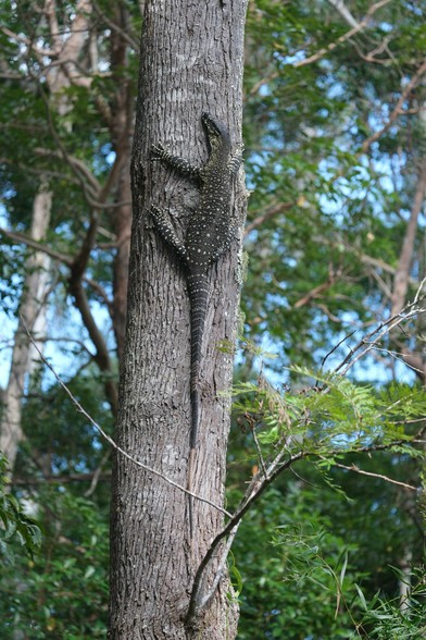 A Lace Monitor (Goanna) hanging about 3 or 4 metres up a tree. It is quite large, black with yellow speckles. It's tail is about two thirds of it's total length. It's head is turned slightly to keep an eye on me.