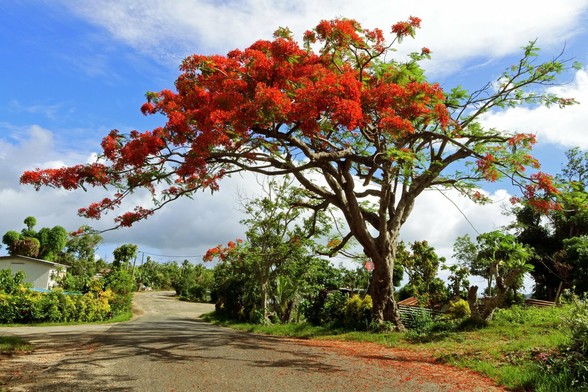 Photo shows a tree with vivid red flower and foliage, combined with some green. It stands on the side of the road, but it gives shadows for passers by on the road. It is surrounded by light bushes in green. The sky is mixed blue and light white clouds.
