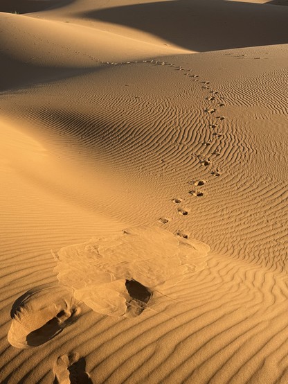 kilometers of apricot golden sand dunes in wind-swept ribbed textures in early morning light and shadows. my trail of footsteps recedes into the distance.