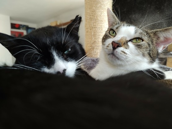 Die beiden Kater Phips und Sammy liegen eng aneinander in der Hängekuhle am Kratzbaum. Beide blicken mit müden Augen in die Kamera