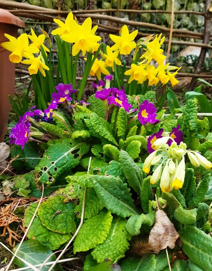 Vorne kleine hellgelb Schlüsselblumen, dunkelpinkfabene Primelblüten, dahinter Narzissen