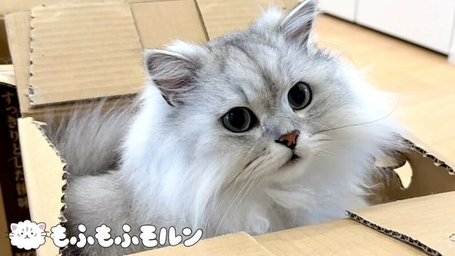 猫が箱の中で意外な行動を… 【サイベリアン】