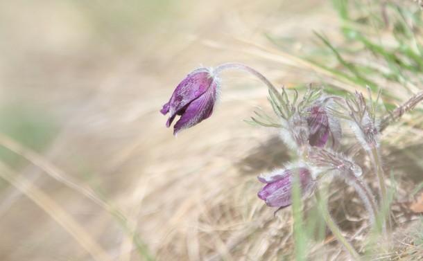 Die violette Blüte einer Kuhschelle mit Tautropfen dran. Der Hintergrund und Vordergrund ist in verwaschenem beige und grün ausserhalb des Schärfebereichs.