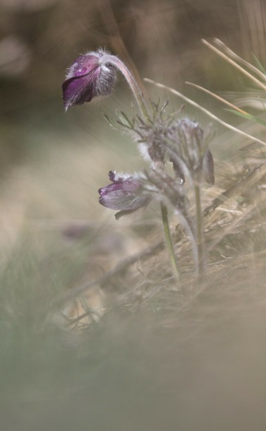 Eine andere Perspektive auf die Kuhschelle. Unscharfer Vordergrund überlagert teilweise die Blume.