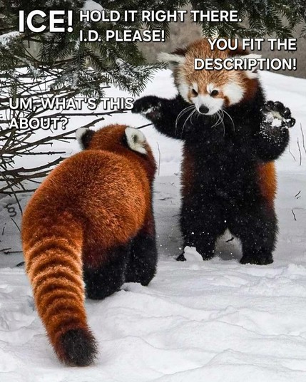 A picture of two red pandas in the snow, one standing in front of the other on it's hind legs with it's paws paws up as if signalling to stop
Caption is:
ICE! HOLD IT RIGHT THERE.
I.D. PLEASE!

UM, WHAT'S THIS ABOUT?

YOU FIT THE DISCRIPTION!