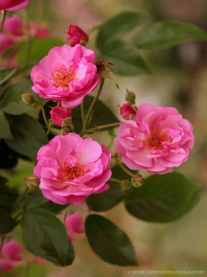 Vibrant pink roses bloom amidst lush greenery, standing out with their intricate layers of petals and golden centers. Young rose buds, hinting at future blossoms, accompany the open flowers, creating a dynamic representation of life cycles in nature.